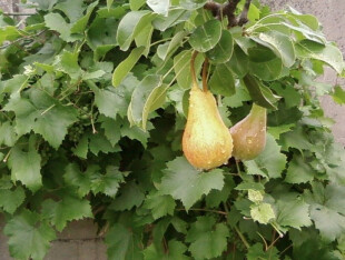Pear Fruit