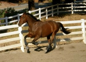 Susy Flory's racehorse Stetson